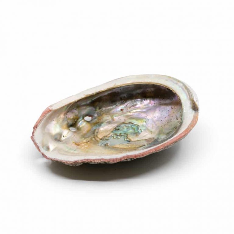 abalone 2