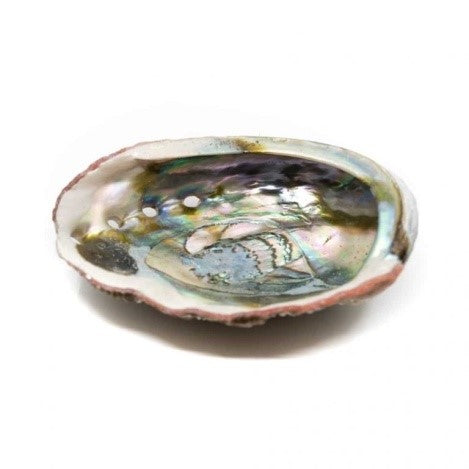 Abalone schelp groot 90 tot 100mm 1