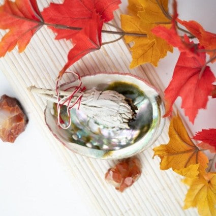 Abalone schelp groot 90 tot 100mm 2