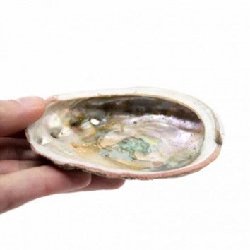 Abalone schelp groot 90 tot 100mm